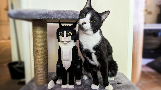 Lego Ideas Tuxedo Cat review image showing the Tuxedo Cat beside a real-life cat